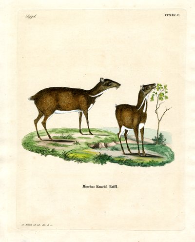 Lesser Mouse Deer (farget gravering) av German School