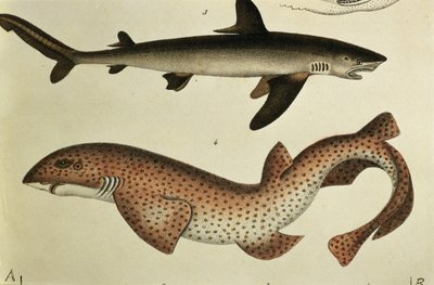 Lesser Spotted Dogfish, Pl. 93 fra 'Natural history and illustration of fish' av HR Schinz, 1836 av German School