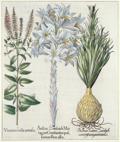 Lilje: 1. Sultan Zambach Martagon av Konstantinopel hvit blomst 2. Veronica recta carnlea 3. Bulbus Sultan Zambach cuminfeunipartecaulis, fra Hortus Eystettensis av Basil Besler (1561-1629), pub. 1613 av German School