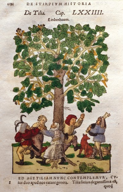 Lime, eller Linden, Tre av German School