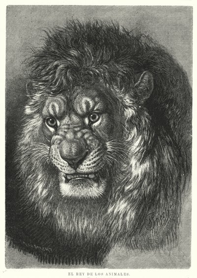 Løve: kongen av dyrene (litho) av German School