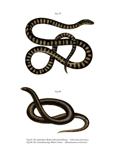 Little File Snake (litho i farge) av German School