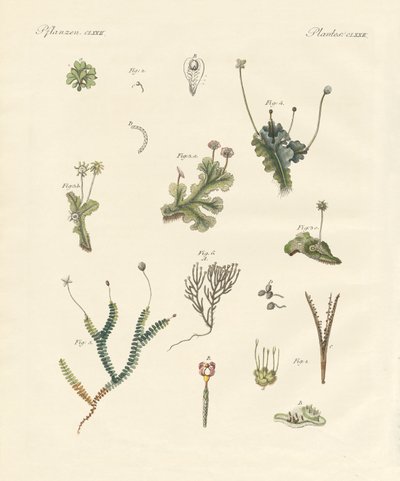Liverworts (farget gravering) av German School