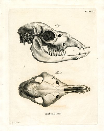 Lama Skull (farget gravering) av German School