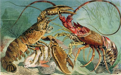 Lobster and Spiny Lobster, tallerken fra Brehms Tierleben: Allgemeine Kunde des Tierreichs, vol.10, s.44, utgitt av Bibliographic Institute, 1893 av German School