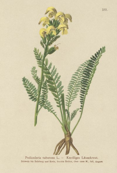 Langnebb gul lusurt (Pedicularis tuberosa) av German School