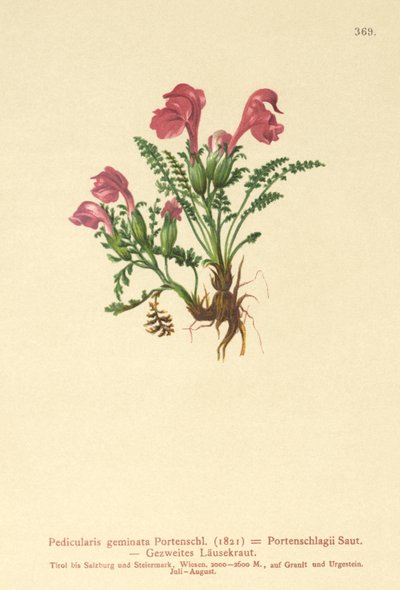 Lusurt (Pedicularis geminata, Pedicularis Portenschlagii, Pedicularis pumila) av German School