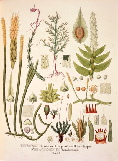 Lycopodium and Brachymenium, bord XX fra 