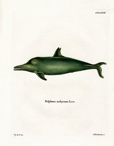 Malayan Dolphin (farget gravering) av German School