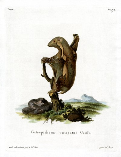 Malayan Flying Lemur (farget gravering) av German School