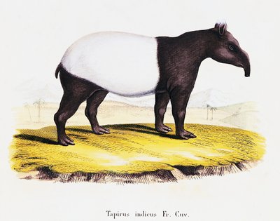 Malayan tapir (Tapirus indicus), fra Pattedyr illustrert fra Nature med beskrivelser, av Johann Christian Daniel von Schreber (1739-1810), gravering av A Fleischman etter tegning av C Weber, bind 6-7, tabell 319-A, Tyskland av German School