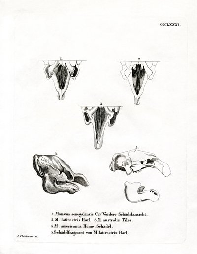 Manatee Skulls (farget gravering) av German School