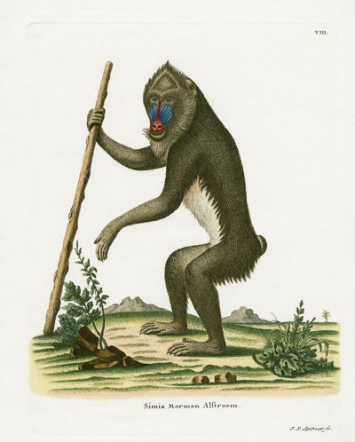 Mandrill (farget gravering) av German School