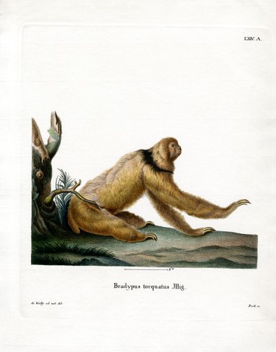 Maned Sloth (farget gravering) av German School