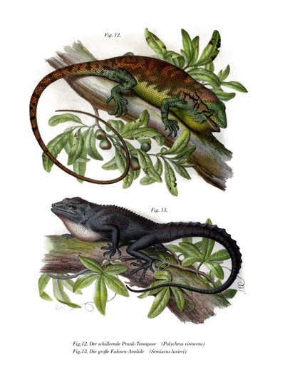 Mangefarget Bush Anole (farge litho) av German School