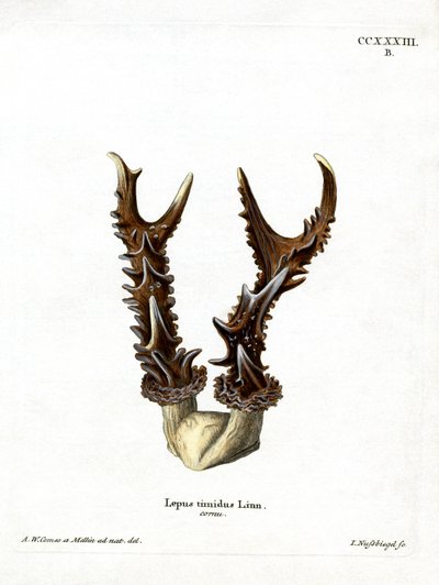 Mountain Hare Antlers (farget gravering) av German School