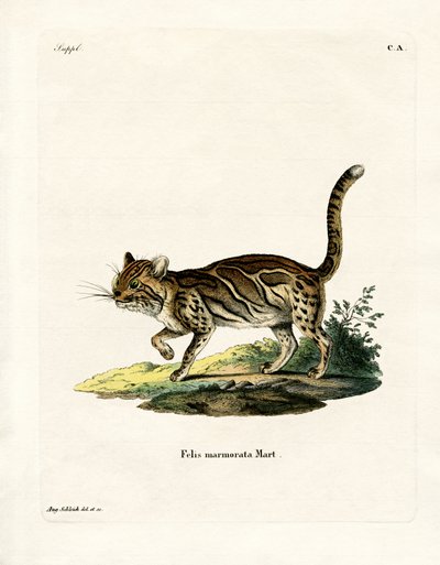 Marmorert katt (farget gravering) av German School