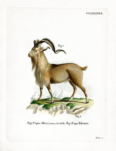 Markhor (farget gravering) av German School