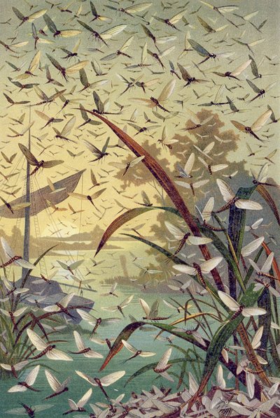 Mayfly, tallerken fra Brehms dyreliv: generell kunnskap om dyreriket, vol.9, s.546, utgitt av Bibliografisk Institutt, 1892 av German School