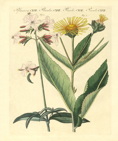 Medisinske planter av German School