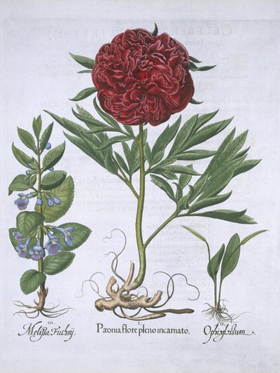 Melissa, Paeony og Odontoglossum, fra Hortus Eystettensis, av Basil Besler (1561-1629) pub. 1613 (håndfarget gravering) av German School
