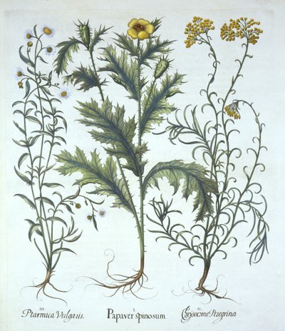 Meksikansk valmue, stråblomst ved havet og nysing, fra Hortus Eystettensis, av Basil Besler (1561-1629) pub. 1613 (håndfarget gravering) av German School