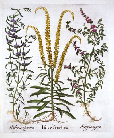 Mignonette, Pennyroyal og Marsh Mint, fra Hortus Eystettensis, av Basil Besler (1561-1629), pub. 1613 (håndfarget gravering) av German School