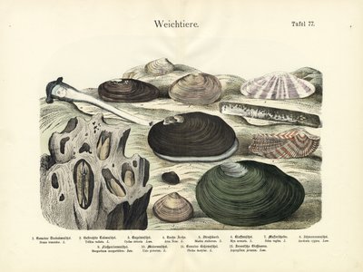Bløtdyr, ca. 1860 (fargelitografi) av German School