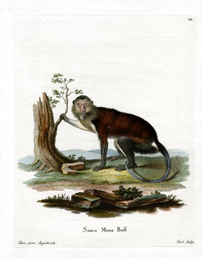 Mona Monkey (farget gravering) av German School