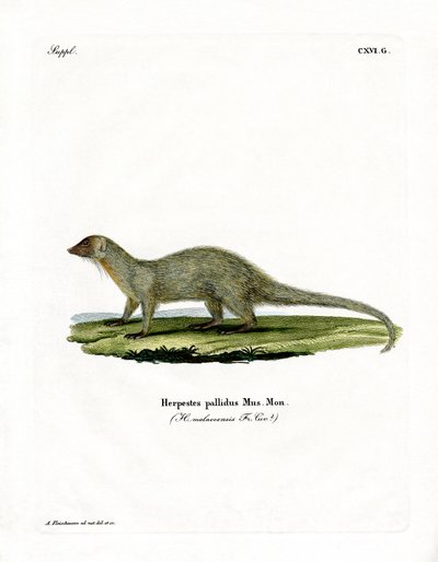 Mongoose (farget gravering) av German School