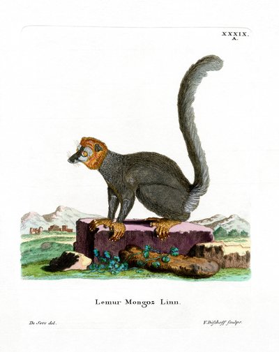 Mongoose Lemur (farget gravering) av German School