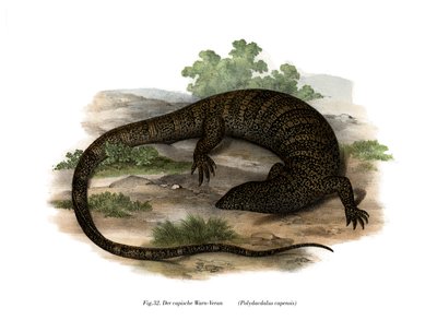 Monitor Lizard (farge litho) av German School