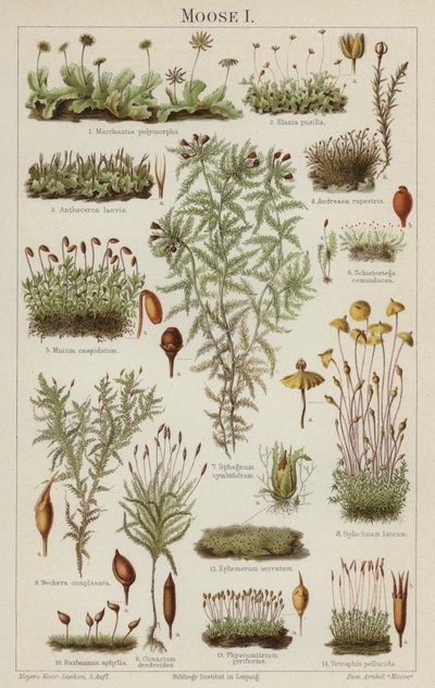 Moser (farge litho) av German School