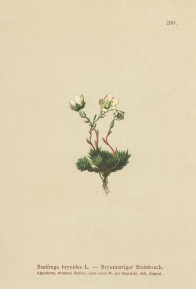 Mosebræk (Saxifraga bryoides) av German School