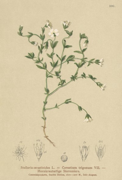 Fjellkylling (Stellaria cerasioides, Cerastium trigonum) av German School