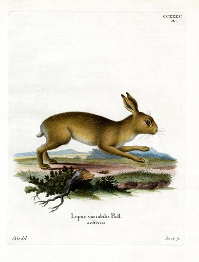 Fjellhare (farget gravering) av German School