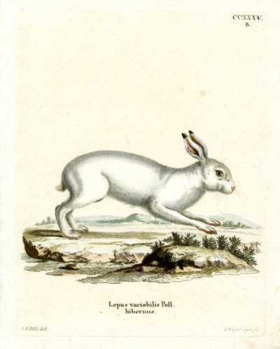 Fjellhare (farget gravering) av German School