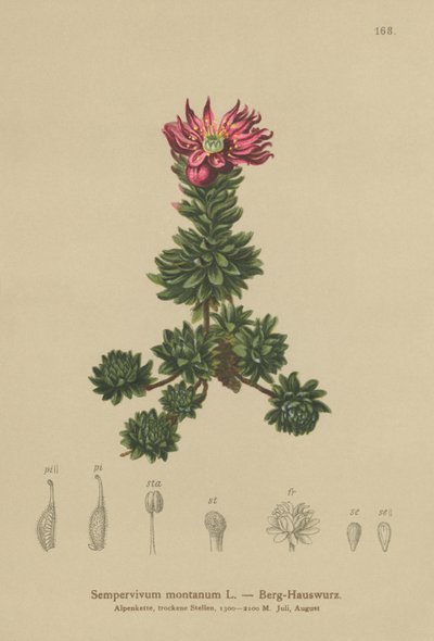 Mountain Houseleek (Sempervivum montanum) av German School