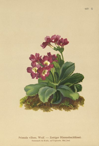 Fjell Primula (Primula villosa) av German School