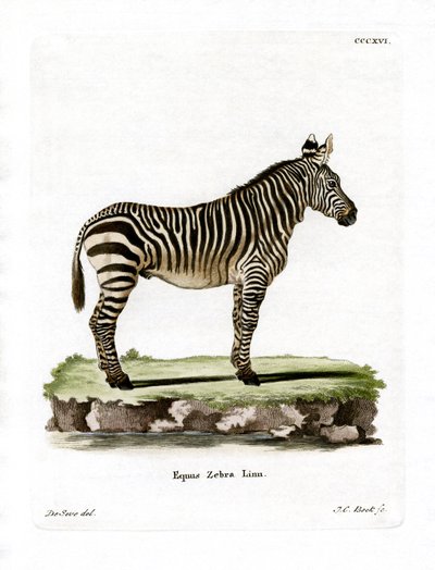 Mountain Zebra (farget gravering) av German School