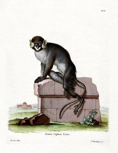 Moustached Guenon (farget gravering) av German School
