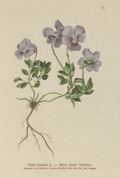 Mt. Cenis Pansy (Viola Cenisia) av German School
