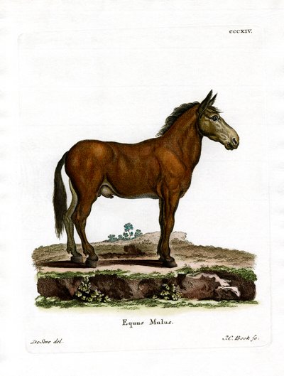 Mule (farget gravering) av German School