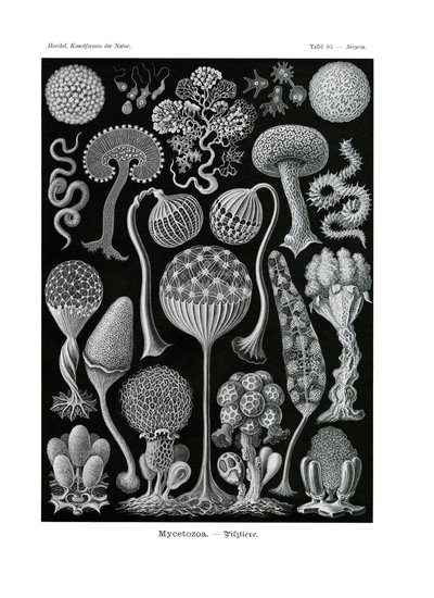 Mycetozoa, 1899-1904 av German School