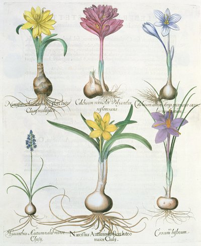 Narcissi, krokus og hyasint: 1. Narcissus autumnalis; 2.Hyacinthus autumnalis; 3. Crocum biflorum; 4.Colchium album; 5. Colchium versicolor; 6. Narcissus autumnalis, fra Hortus Eystettensis av Ba av German School