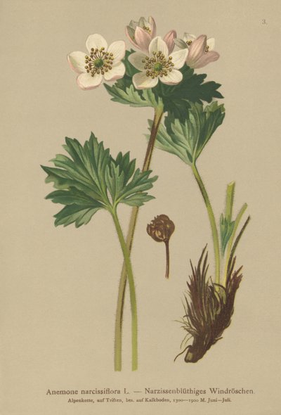 Narcissus-blomstrende anemone (Anemone narcissiflora) av German School
