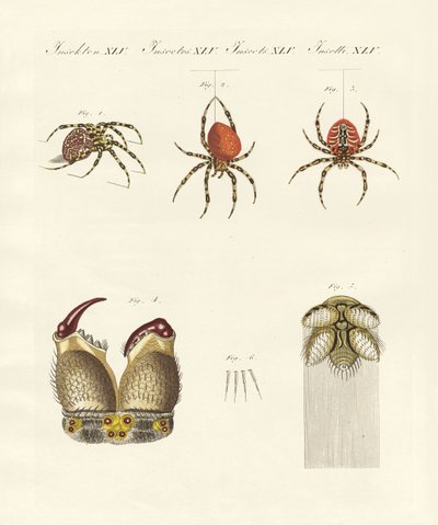 Edderkoppens naturhistorie (farget gravering) av German School