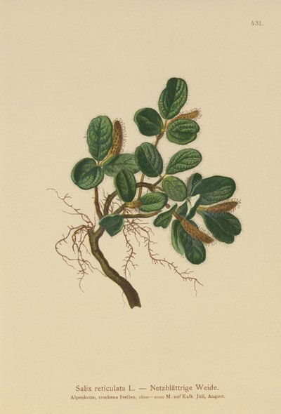 Nettbladpil (Salix reticulata) av German School