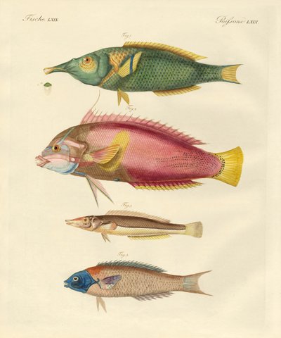 Nyoppdaget fisk (farget gravering) av German School