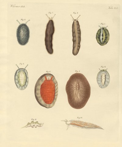 New-foundes ormer (farget gravering) av German School